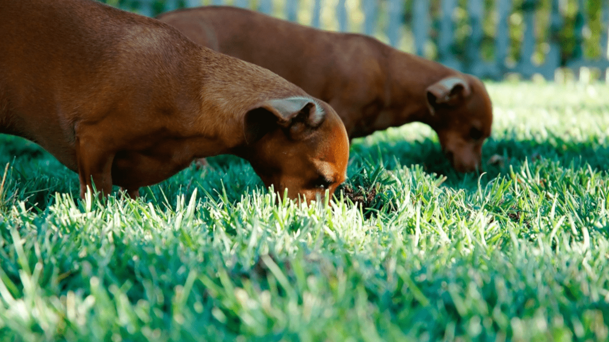 can a dog get rabies from eating poop